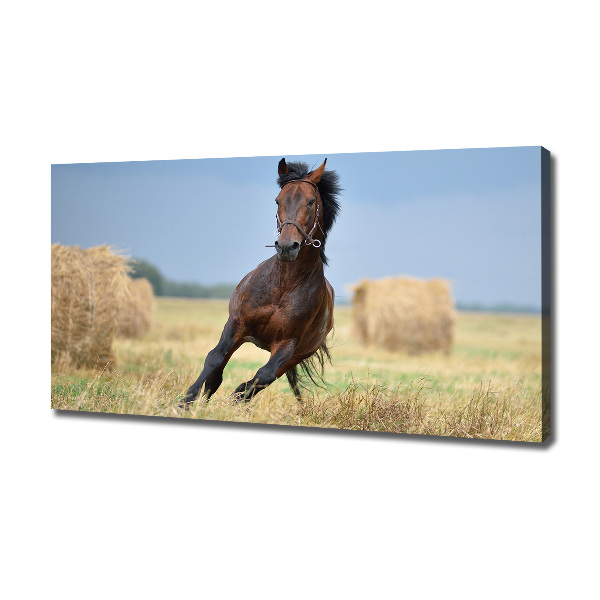Foto op canvas Een galopperend paard