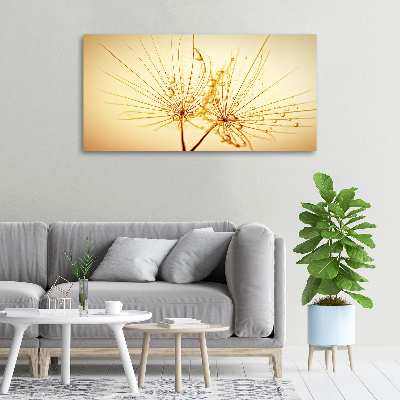 Foto op canvas Paardenbloemzaden