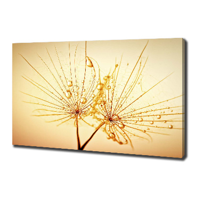 Foto op canvas Paardenbloemzaden