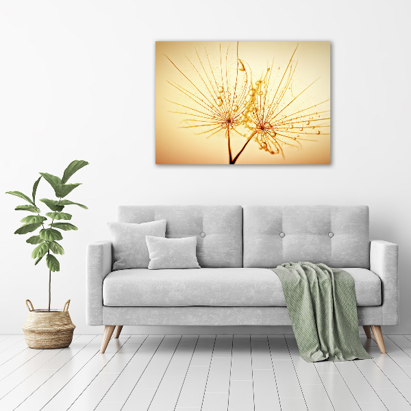 Foto op canvas Paardenbloemzaden