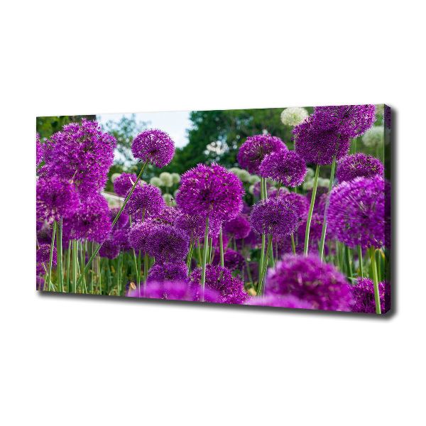 Canvas schilderij Knoflookbloemen