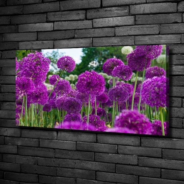 Canvas schilderij Knoflookbloemen