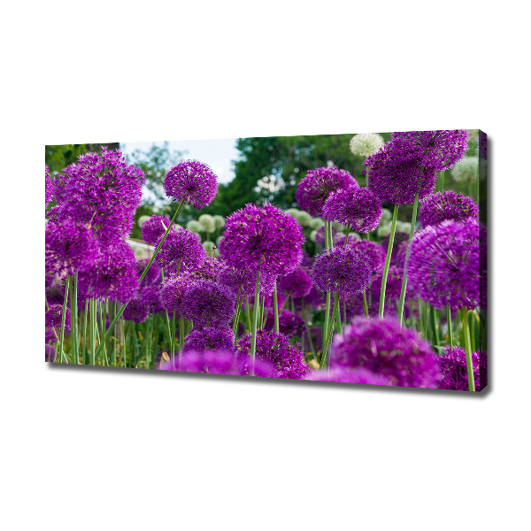 Canvas schilderij Knoflookbloemen