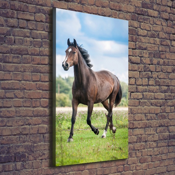 Verticale foto op canvas Een paard in een veld