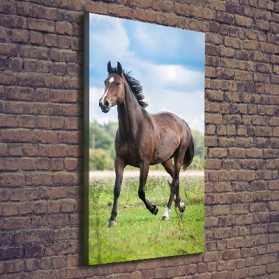Verticale foto op canvas Een paard in een veld