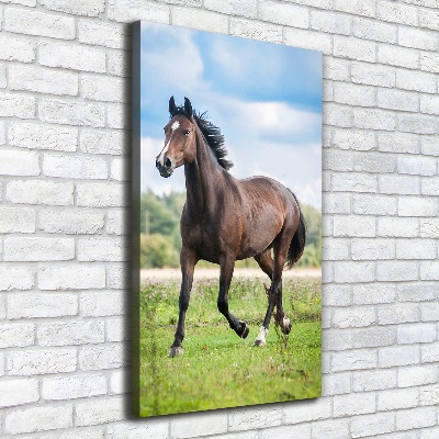 Verticale foto op canvas Een paard in een veld