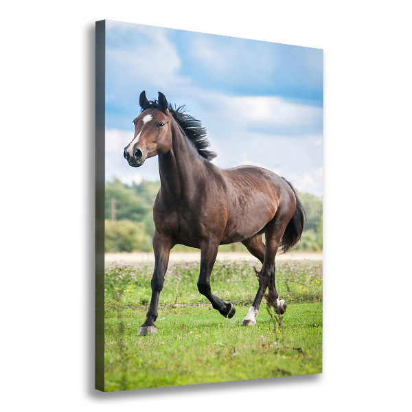 Verticale foto op canvas Een paard in een veld