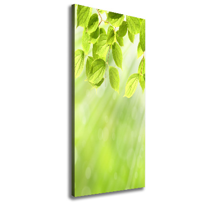 Verticale foto op canvas Groene bladeren