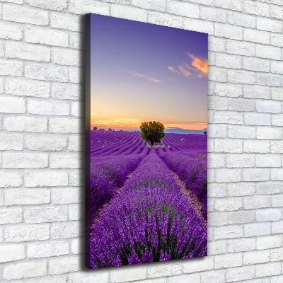 Verticale foto op canvas Lavendelveld