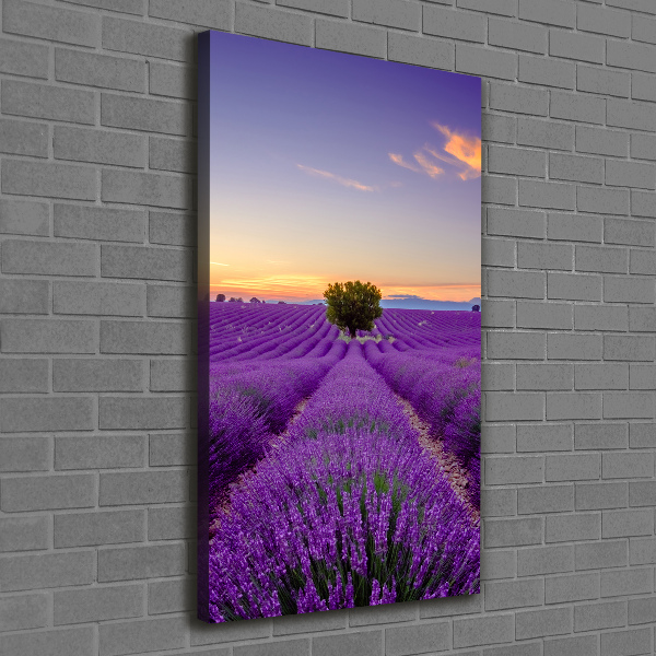 Verticale foto op canvas Lavendelveld
