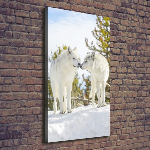 Verticale canvasfoto Twee witte wolven