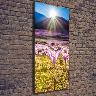 Verticale canvasfoto Krokussen in de bergen