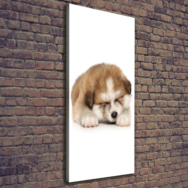 Verticale foto op canvas Akita-puppy