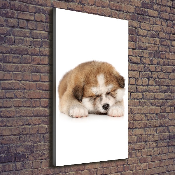 Verticale foto op canvas Akita-puppy