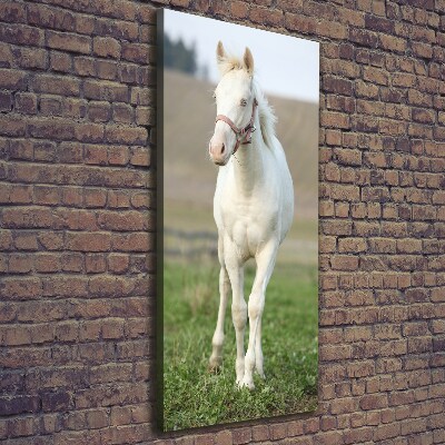 Verticale canvasfoto Albino paard