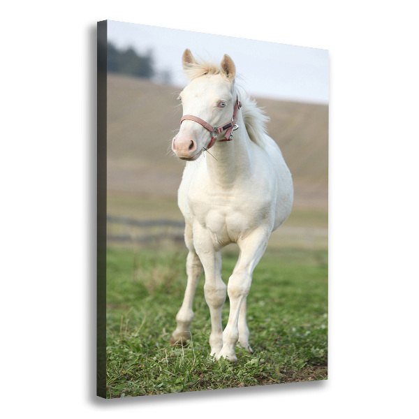 Verticale canvasfoto Albino paard