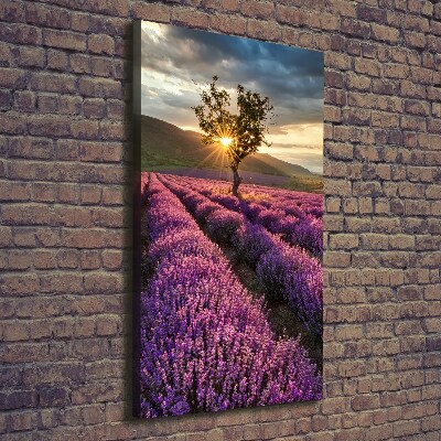 Verticale foto op canvas Lavendelveld