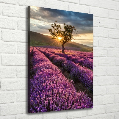 Verticale foto op canvas Lavendelveld
