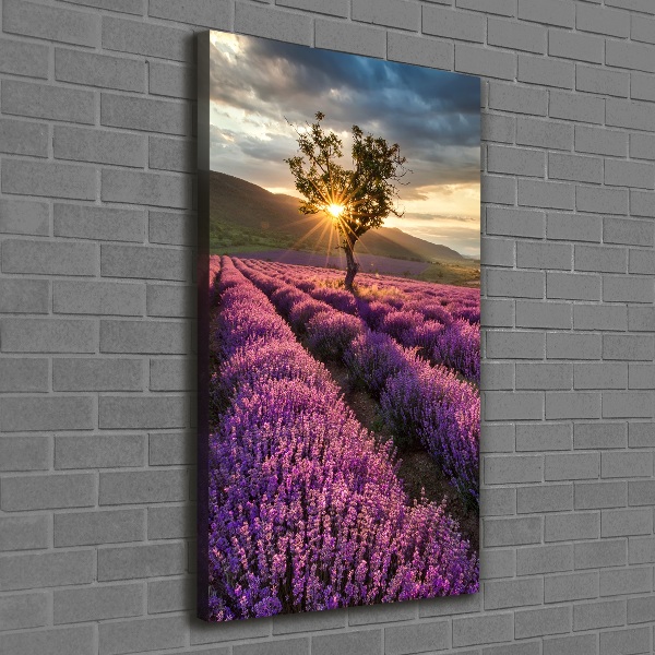 Verticale foto op canvas Lavendelveld