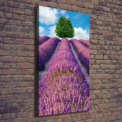 Verticale foto op canvas Lavendelveld