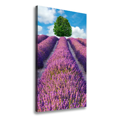 Verticale foto op canvas Lavendelveld