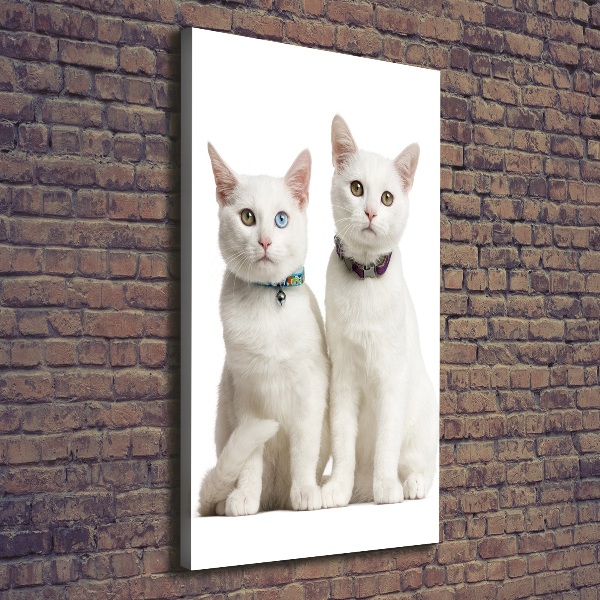 Verticale foto op canvas Twee witte katten