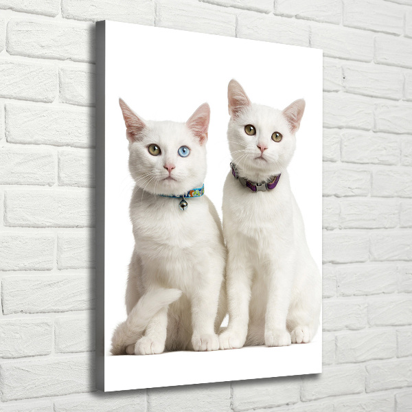 Verticale foto op canvas Twee witte katten