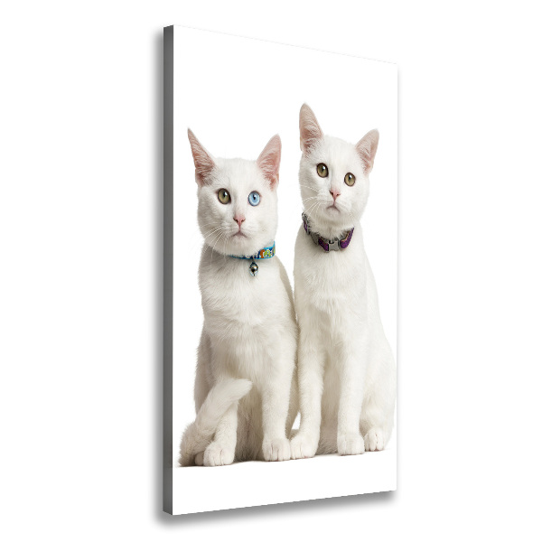 Verticale foto op canvas Twee witte katten
