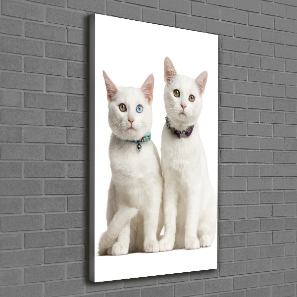 Verticale foto op canvas Twee witte katten