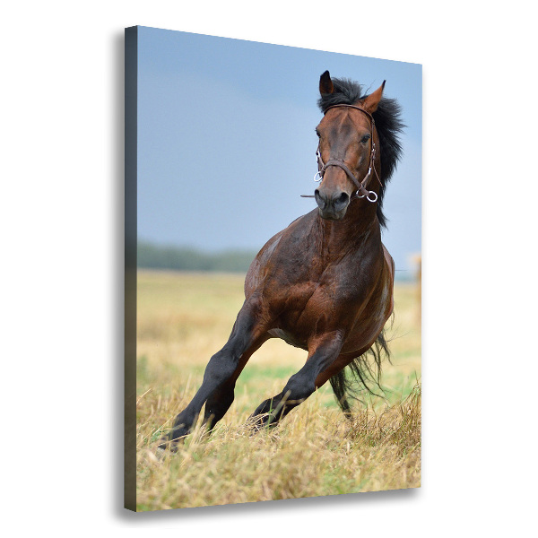 Verticaal canvasschilderij Een paard in een veld
