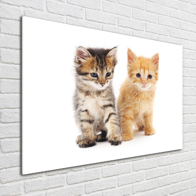 Schilderij glas Bruine en rosse kat