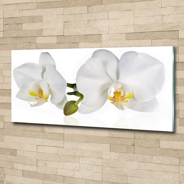 Schilderij glas Orchidee