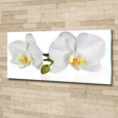 Schilderij glas Orchidee