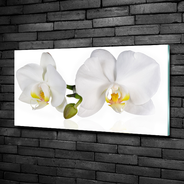 Schilderij glas Orchidee