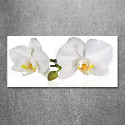 Schilderij glas Orchidee