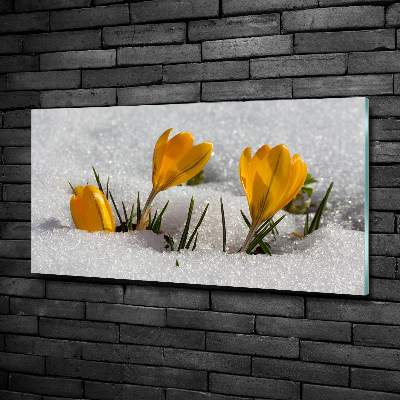 Glazen schilderij Krokussen in de sneeuw