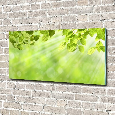 Foto schilderij op glas Bladeren