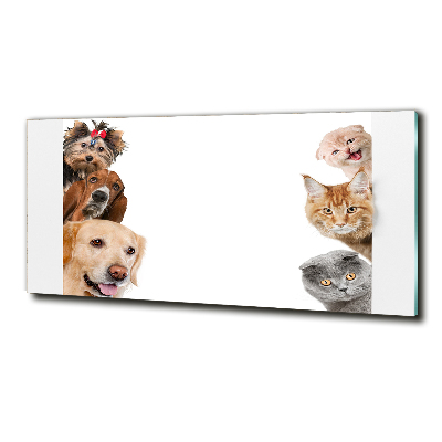 Schilderij glas Honden en katten