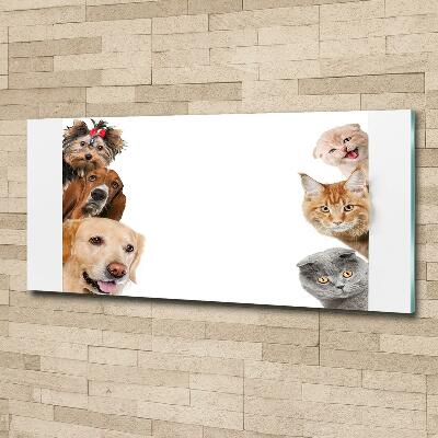 Schilderij glas Honden en katten