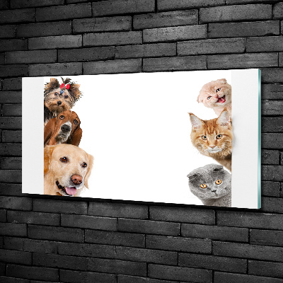 Schilderij glas Honden en katten