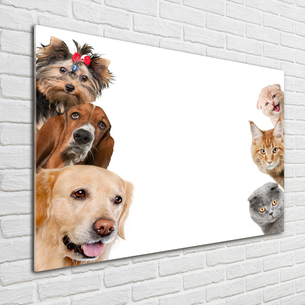 Schilderij glas Honden en katten