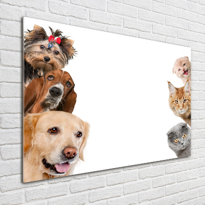 Schilderij glas Honden en katten