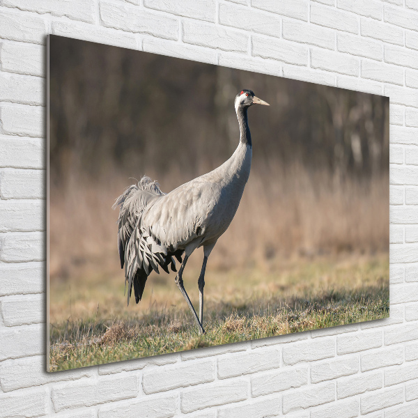 Schilderij op glas Reiger