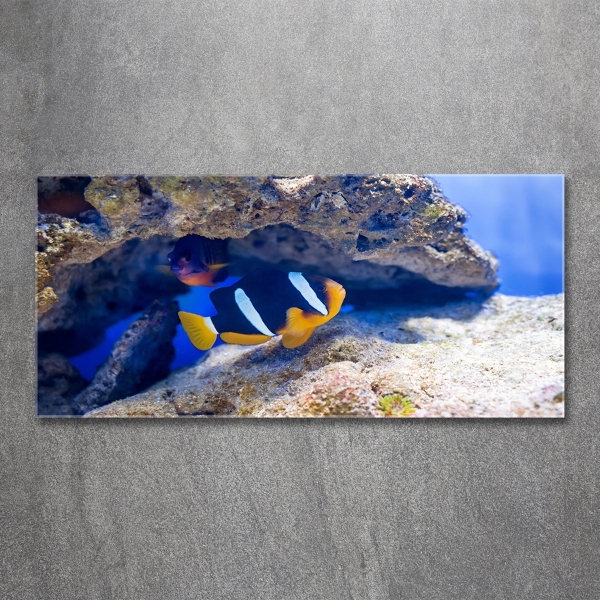 Schilderij glas Tropische vissen