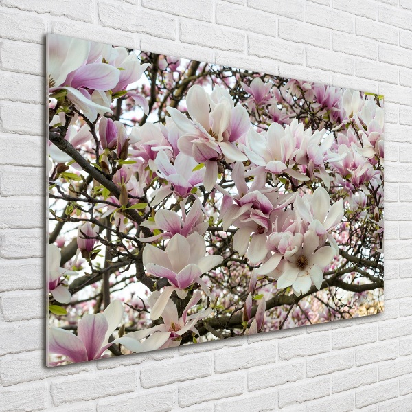 Foto schilderij op glas Magnolia bloemen