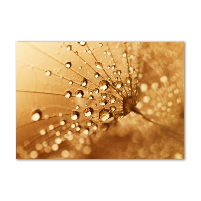 Schilderij op glas Paardebloem