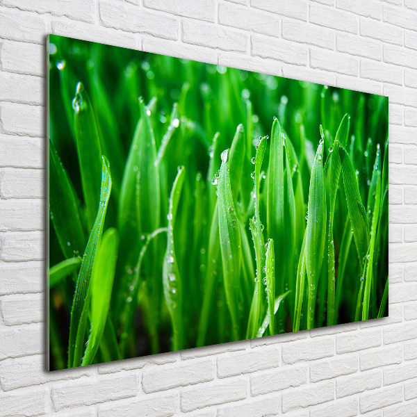 Schilderij glas Gras