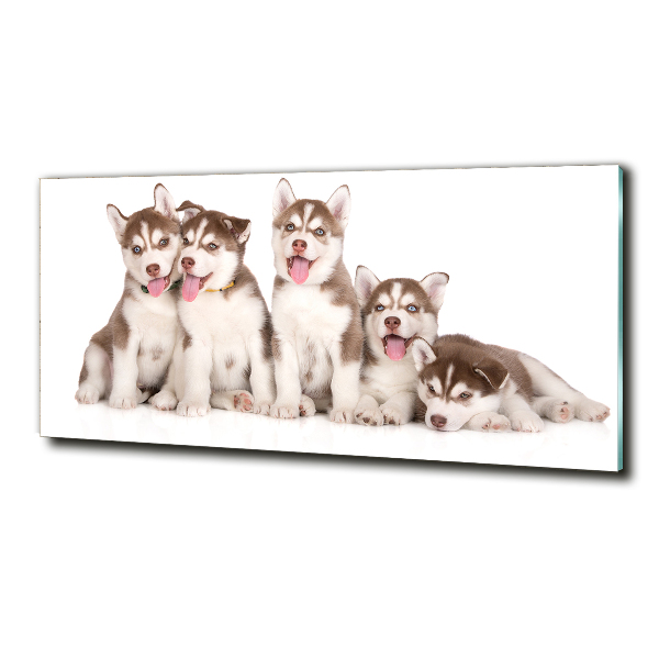Schilderij glas Husky-puppy's
