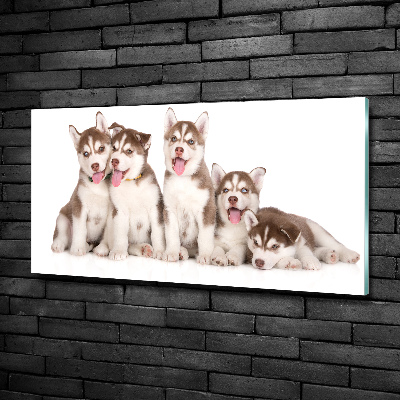 Schilderij glas Husky-puppy's