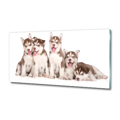Schilderij glas Husky-puppy's